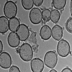 中空二氧化锰纳米颗粒，中空MnO2纳米颗粒，Hollow MnO2 nanoparticles
