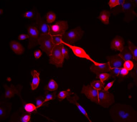大鼠肾皮质上皮细胞