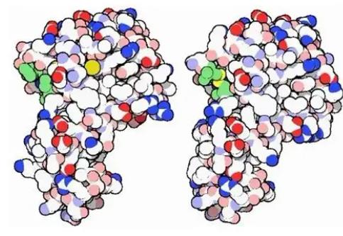 FITC-溶菌酶，FITC-Lysozyme，荧光素异硫氰酸酯标记溶菌酶，Fluorescein-labeled Lysozyme