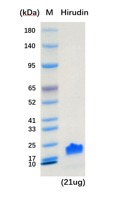 水蛭素（重组蛋白 高活性 高纯度）
