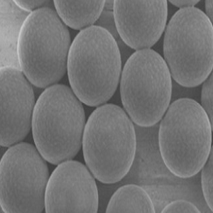 甲苯磺酰基磁珠，Tosyl Magnetic Beads