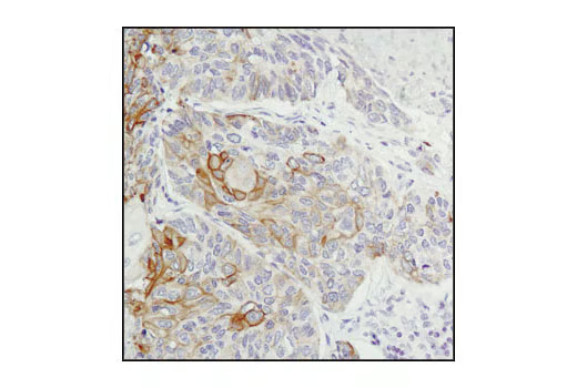 Jak1 (6G4) 兔单克隆抗体