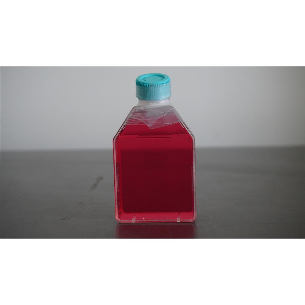 小鼠海马神经小鼠海马神经元细胞系；HT22元细胞系；HT22