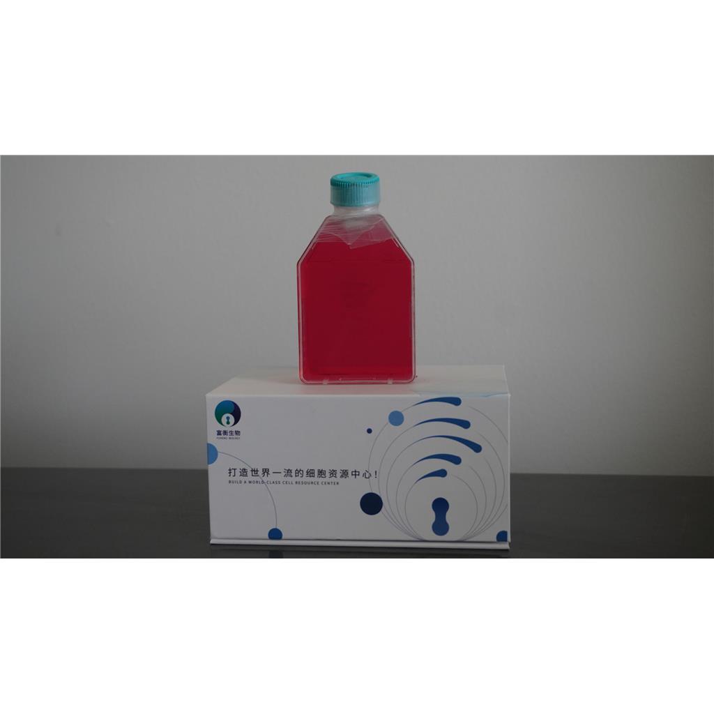 小鼠肺癌细胞；LLC