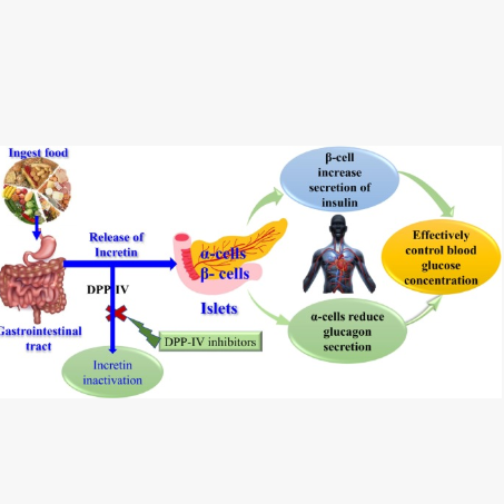 大鼠GIP单抗 | 维百奥生物