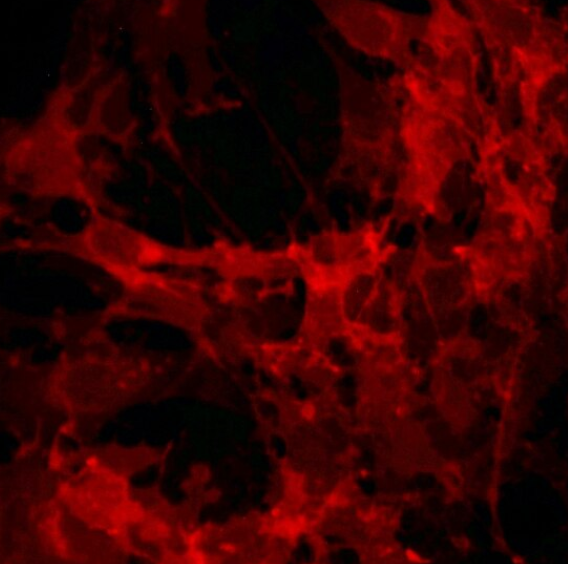 小鼠棕色前脂肪细胞