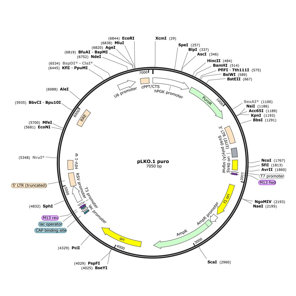 pLKO.1 puro 慢病毒转移载体质粒 shRNA基因敲除敲降沉默