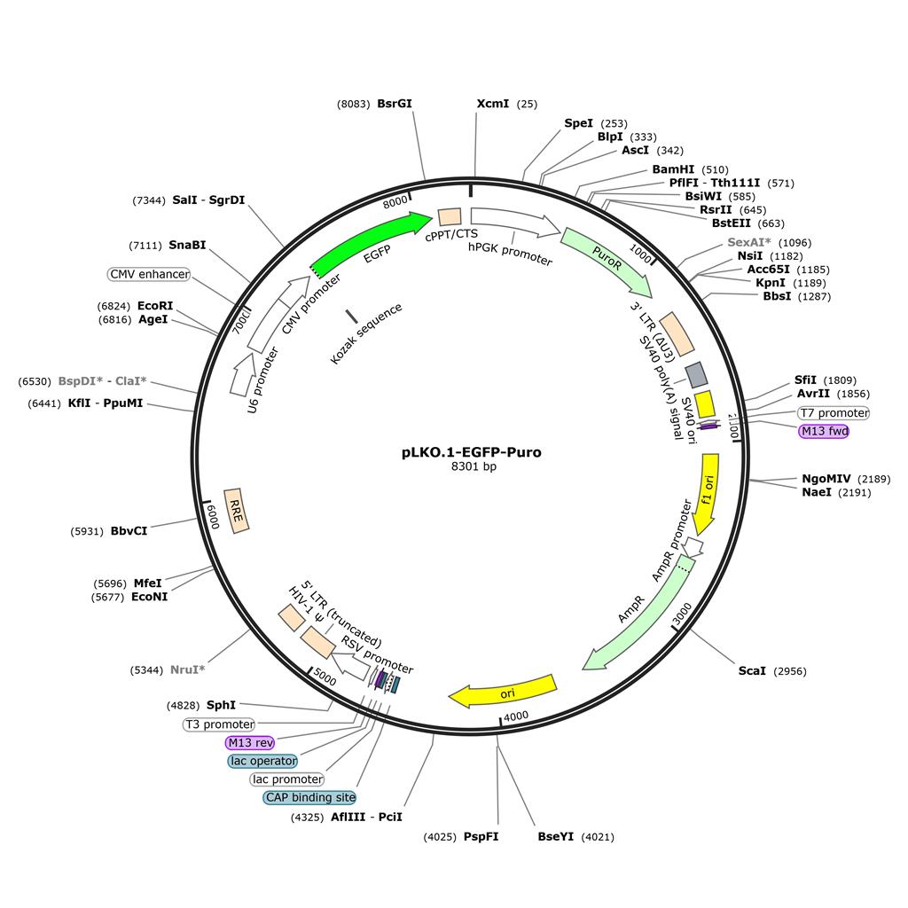 pLKO.1-EGFP-Puro 慢病毒转移载体质粒 shRNA基因敲除敲降沉默