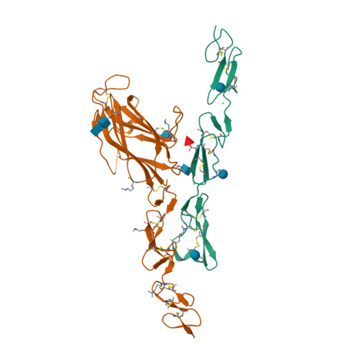 重组人DLL4蛋白-ACROBiosystems百普赛斯