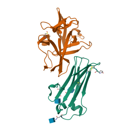 重组人IL-18BP蛋白-ACROBiosystems百普赛斯