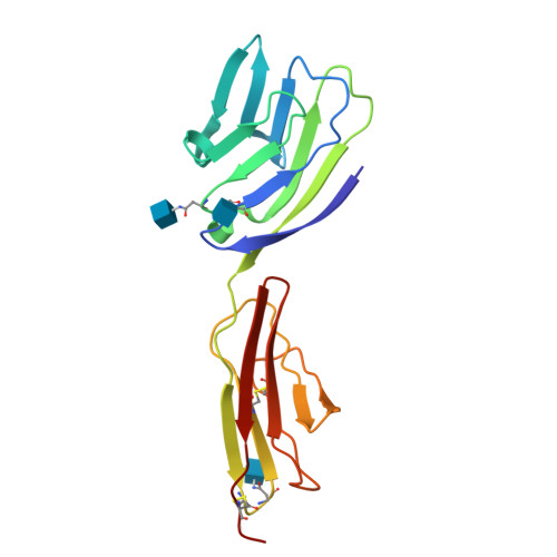 CD58重组蛋白-ACROBiosystems百普赛斯