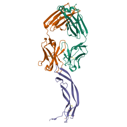 重组人PDGF-BB蛋白-ACROBiosystems百普赛斯