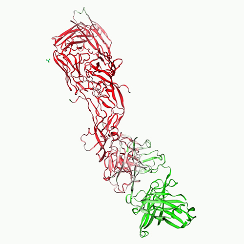 人VEGF165 / VEGFA蛋白, premium grade