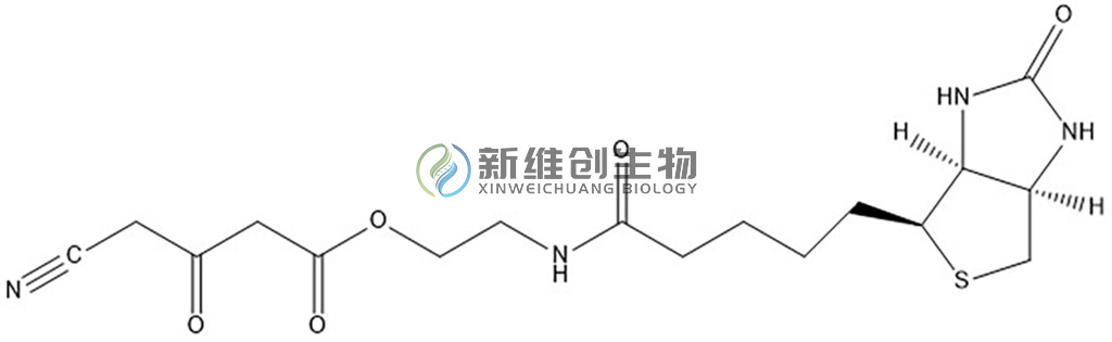生物素酰氨基乙醇氰基乙酸酯 (CN-Biotin)