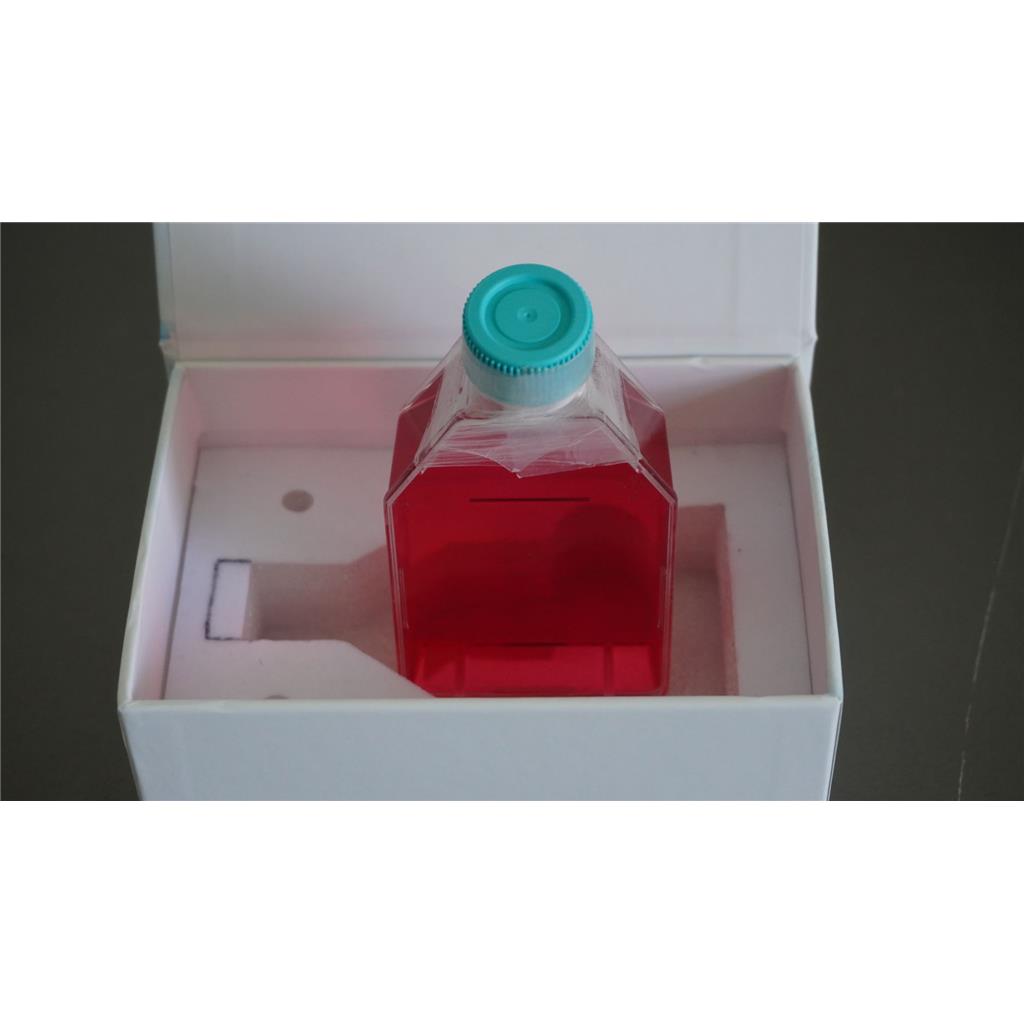 大鼠胚胎心肌细胞；H9c2