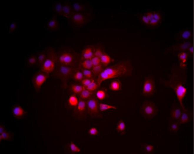 大鼠真皮毛乳头细胞