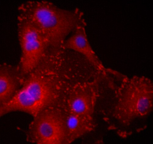 BS-C-1非洲绿猴肾细胞系