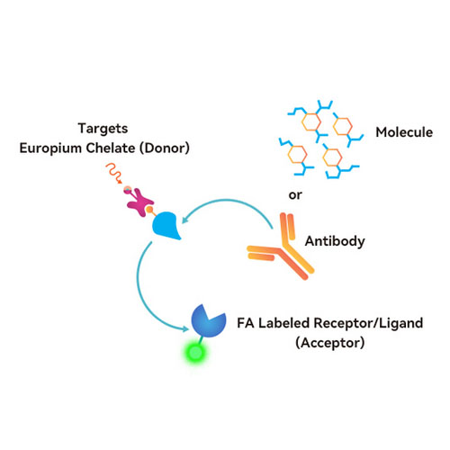 TR-FRET技术服务，TR-FRET试剂盒定制开发