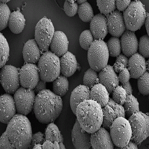 巯基修饰二氧化硅，SH-SiO2，Thiol-modified Silica