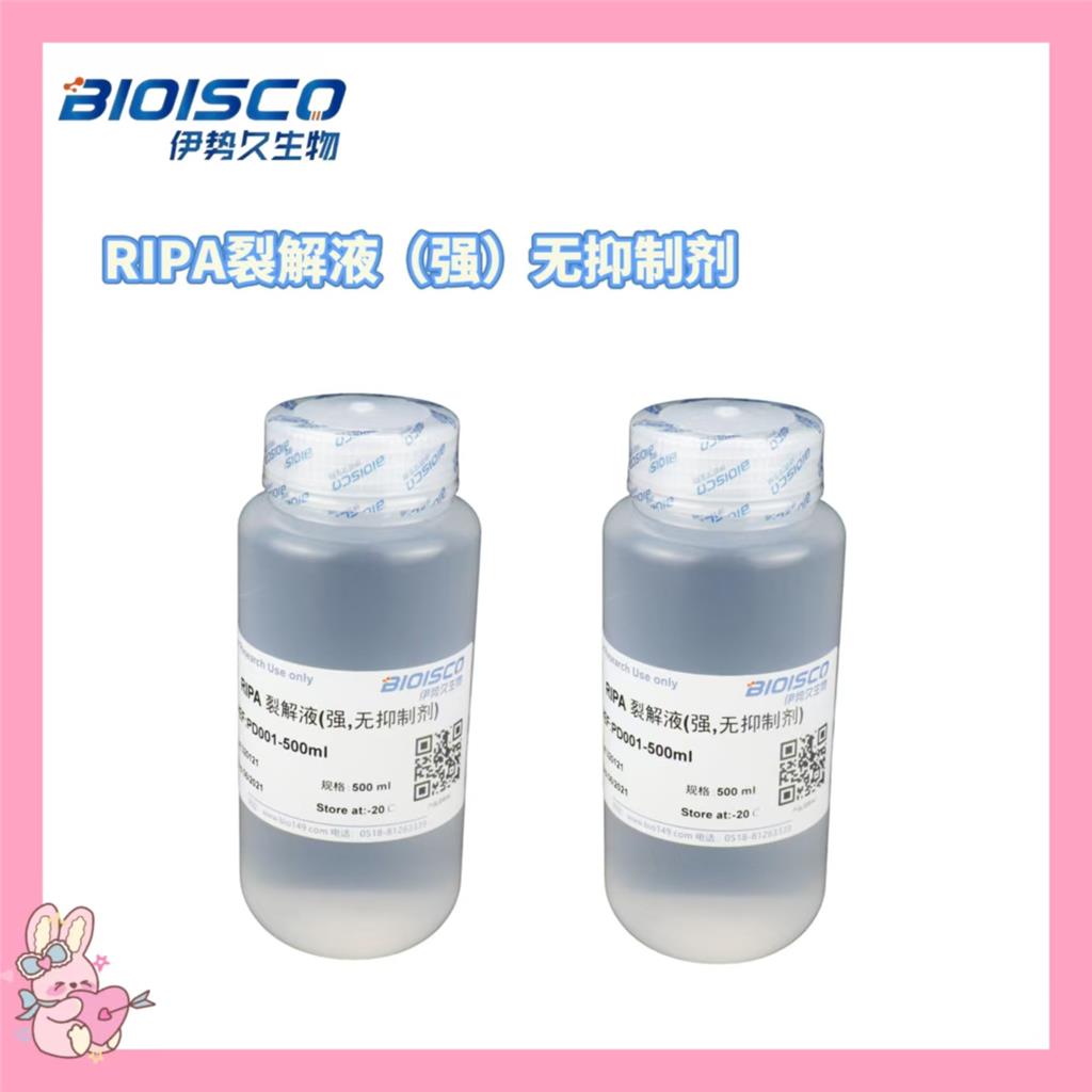 RIPA裂解液（强）无抑制剂