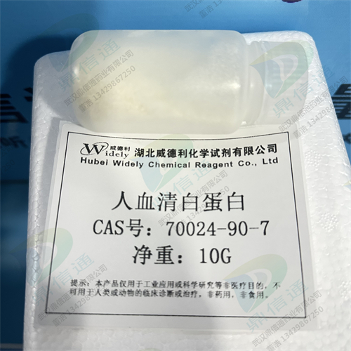 人血清白蛋白