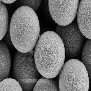 Au修饰mSiO2，介孔二氧化硅包金纳米粒子100nm