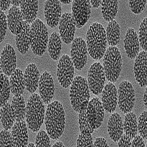 mSiO2-Fe3O4，磁性介孔二氧化硅纳米颗粒50nm