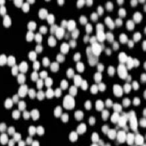 羧甲基葡聚糖修饰磁性纳米颗粒100nm