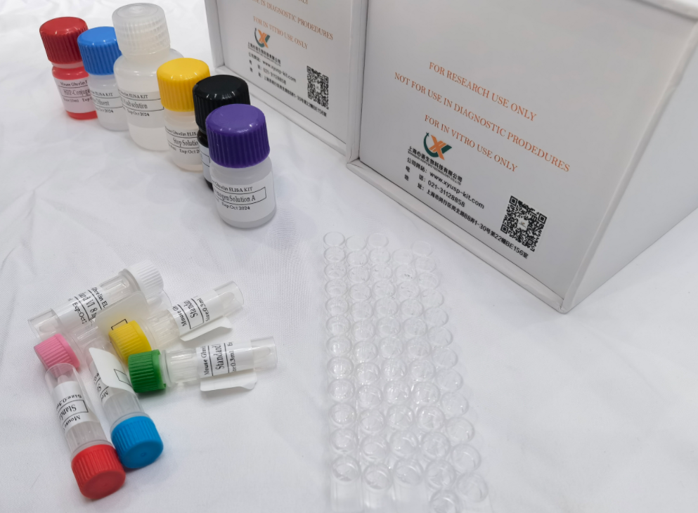 小鼠甲基CpG结合蛋白2 (MECP2) ELISA试剂盒