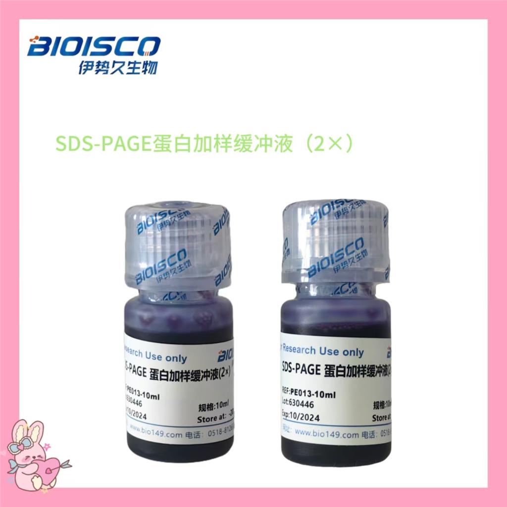 SDS-PAGE蛋白加样缓冲液（2×）