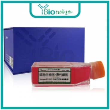 人胰腺上皮细胞 YB-7024HPC