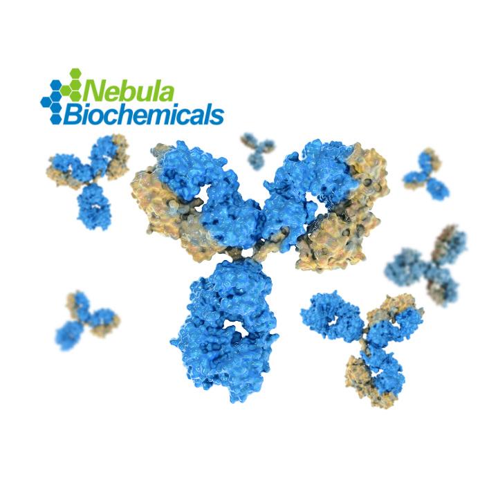 抗雄激素受体剪切变异体7单克隆抗体
