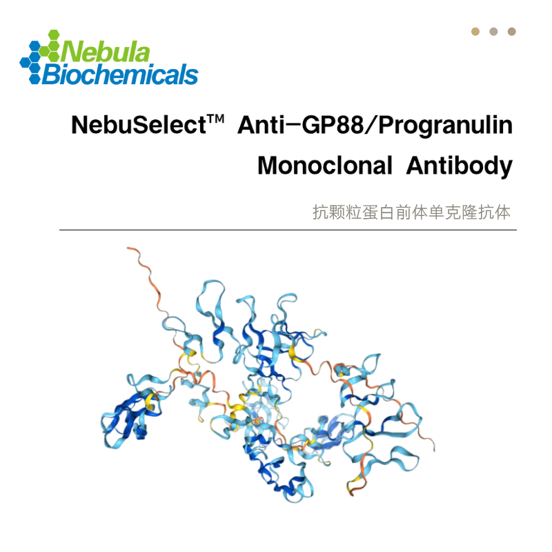 抗GP88  Progranulin (颗粒蛋白前体)抗体
