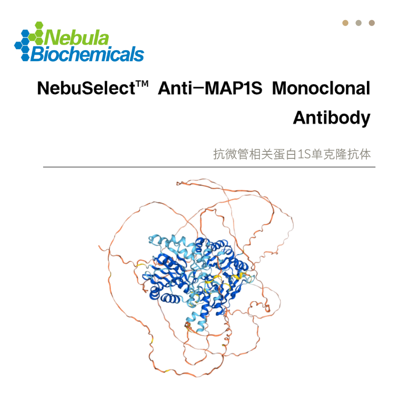 抗微管相关蛋白1S单克隆抗体