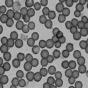 中空介孔二氧化锰纳米颗粒，Hollow Mesoporous MnO2 NPs