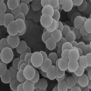 HMCNs，中空介孔碳纳米球，Hollow Mesoporous Carbon Nanospheres