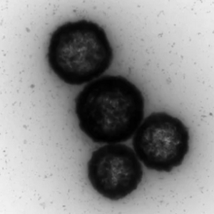 中空介孔硫化铜纳米颗粒，HMS-CuS NPs