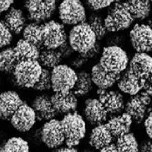 Oligo(dT)磁珠， 寡聚(dT)磁珠