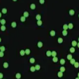 绿色荧光修饰的PBS微球，Green Fluorescent PBS Microspheres