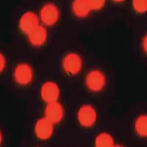 红色荧光修饰的PET微球，Red fluorescent-labeled PET microspheres