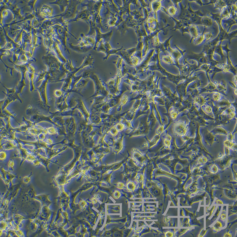 HEPA 1-6（小鼠肝癌细胞）HZ-5016MC