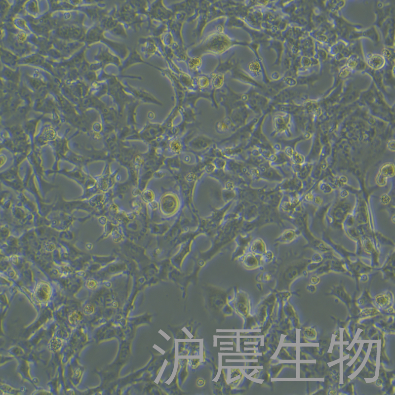 HEPA 1-6（小鼠肝癌细胞）HZ-5016MC