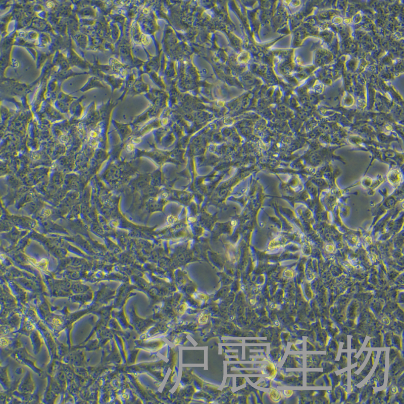 HEPA 1-6（小鼠肝癌细胞）HZ-5016MC