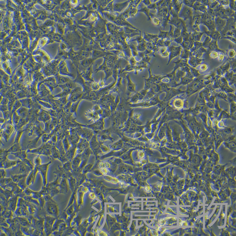 HEPA 1-6（小鼠肝癌细胞）HZ-5016MC