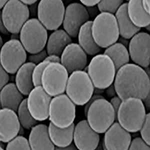 链霉亲和素修饰PLA微球，Streptavidin PLA Particles