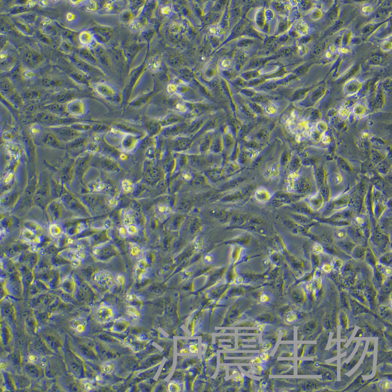 786-O [786-0]（人肾透明细胞腺癌细胞）