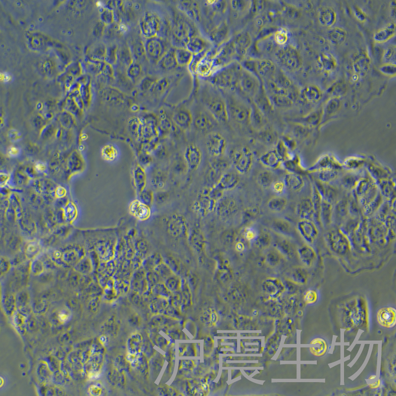 Caco-2（人结肠腺癌细胞）HZ-5190HC