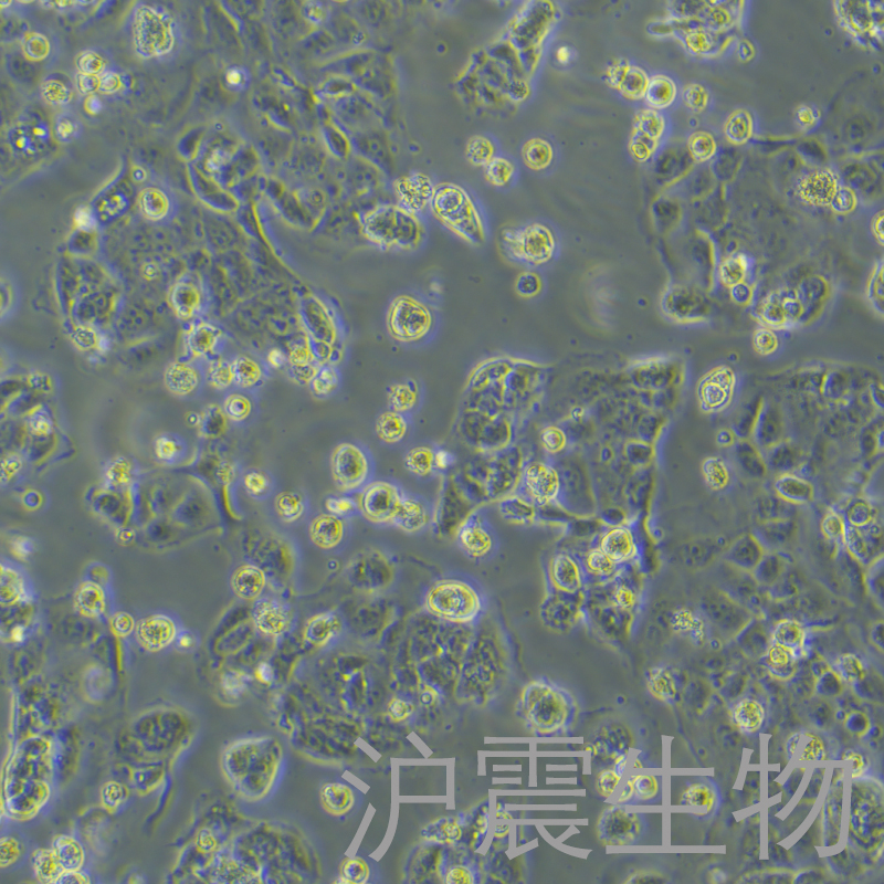 Caco-2（人结肠腺癌细胞）HZ-5190HC