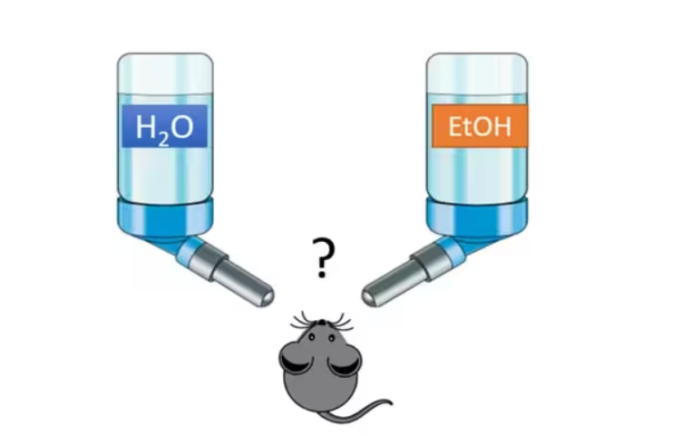 大小鼠糖水偏爱实验系统 糖水偏好实验系统ZH-PH 糖水偏好实验系统