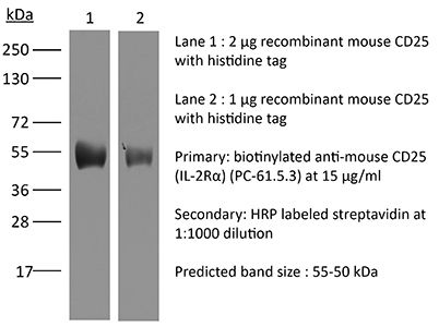 体内用抗小鼠 CD25（白细胞介素 - 2 受体 α 链）单克隆抗体